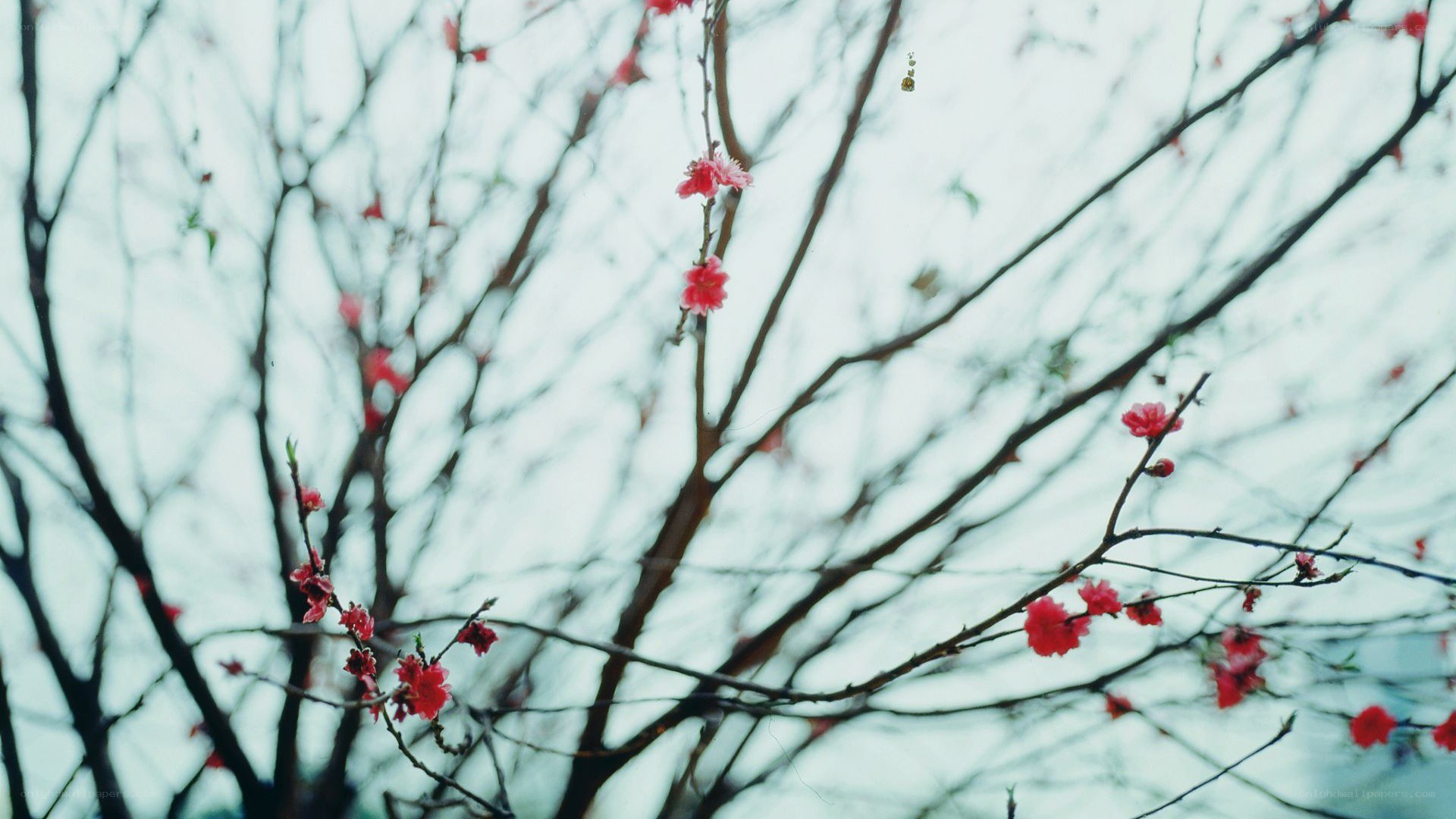 Blossoming branches in winter