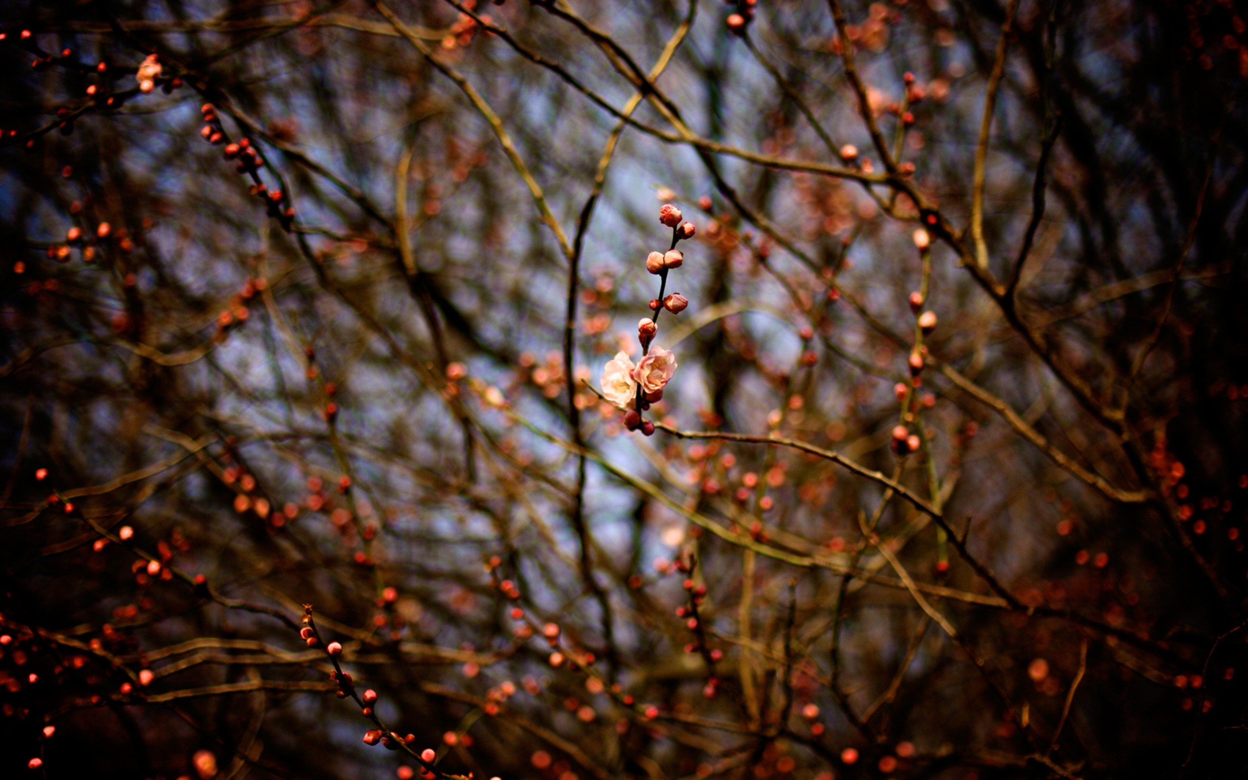 Blossoming branches in winter