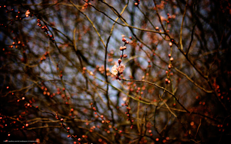 Blossoming branches in winter