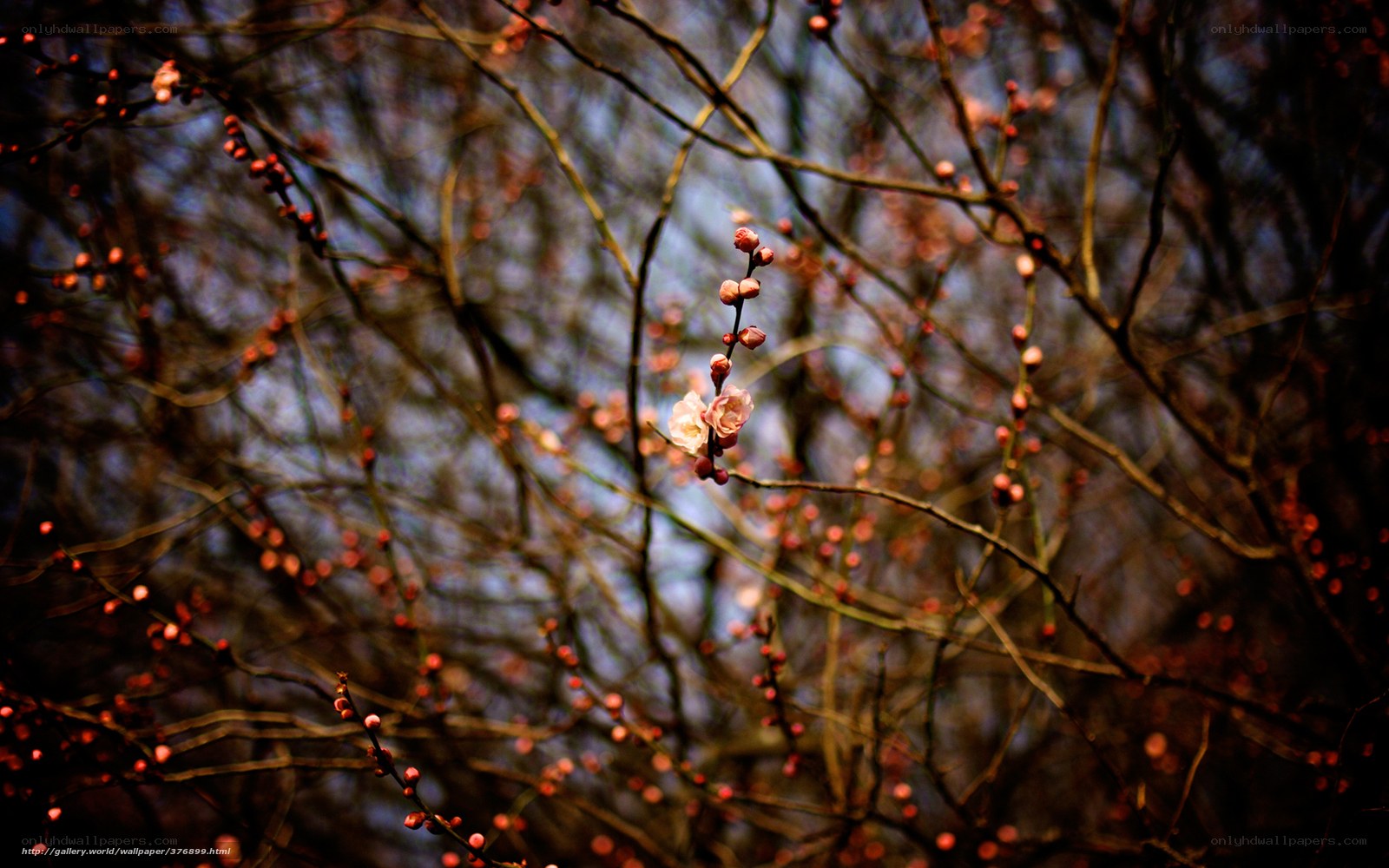Blossoming branches in winter