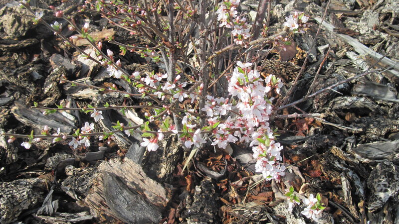 Blossoming Cherry Branch