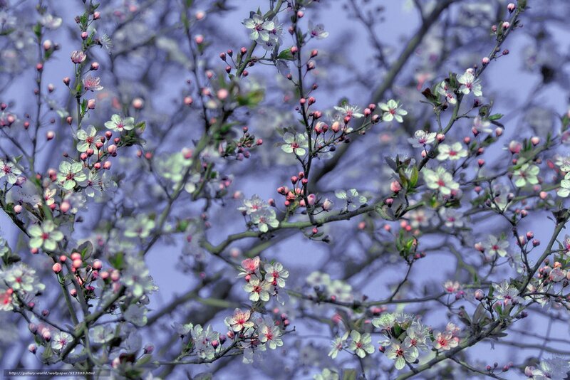 Blossoming cherry branches