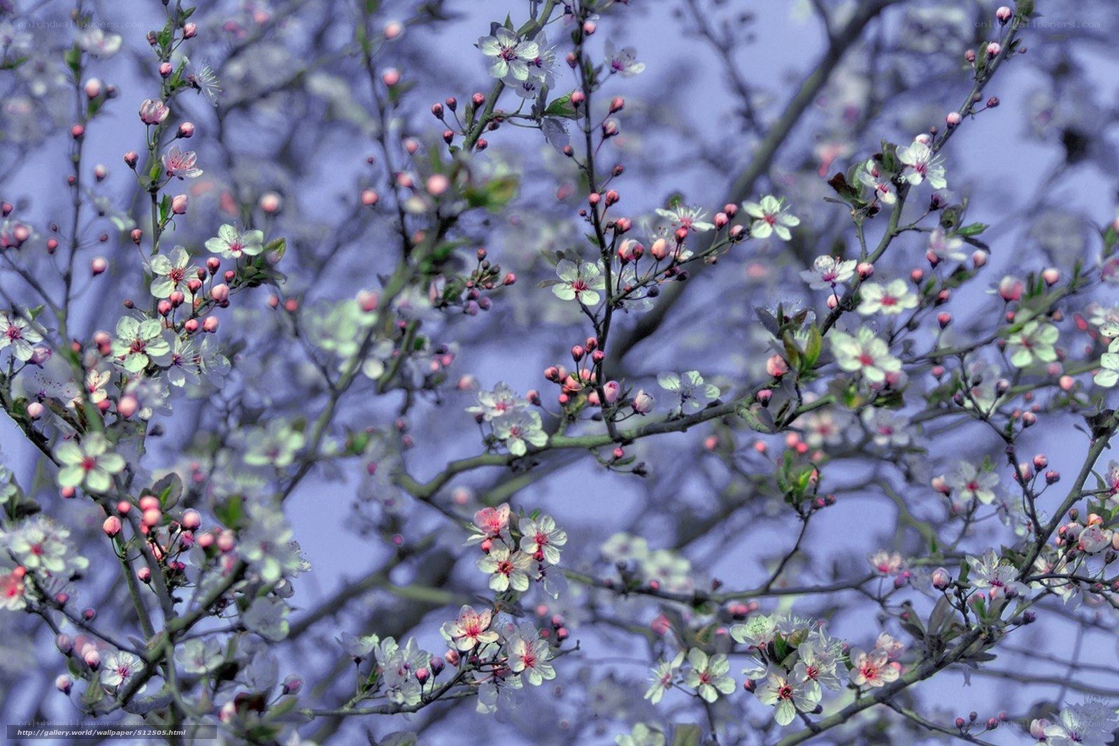 Blossoming cherry branches