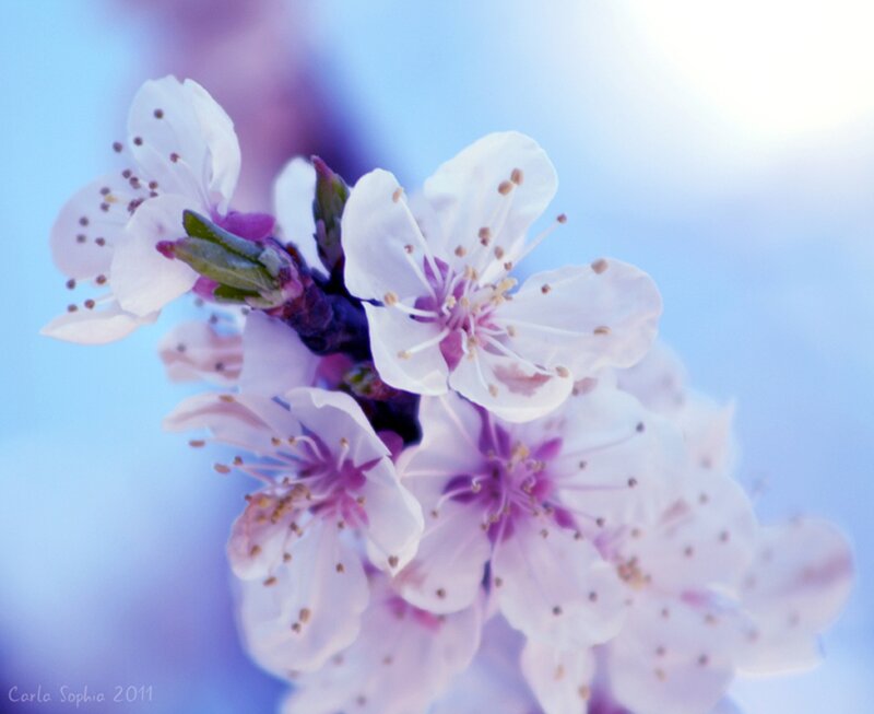 Blossoming Cherry Flowers