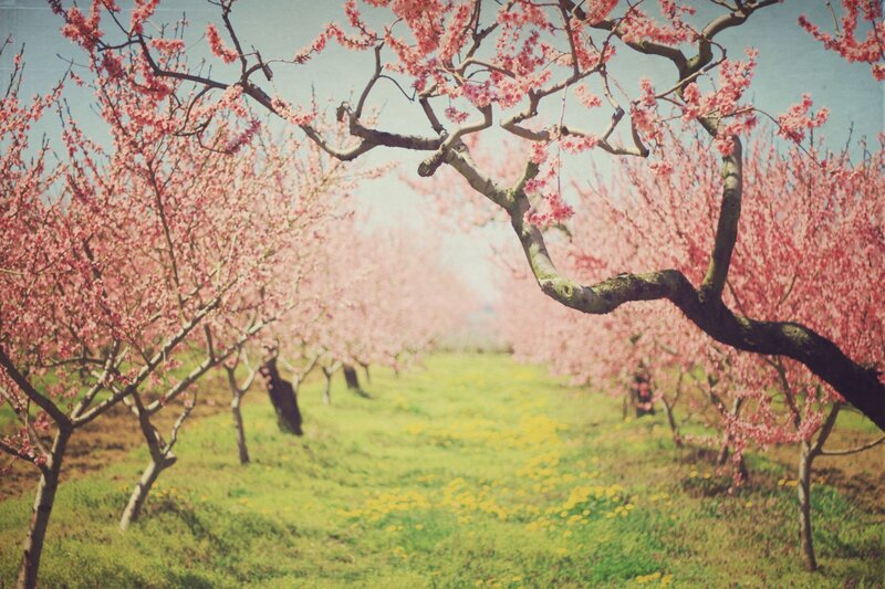 Blossoming cherry orchard