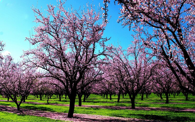Blossoming cherry orchard