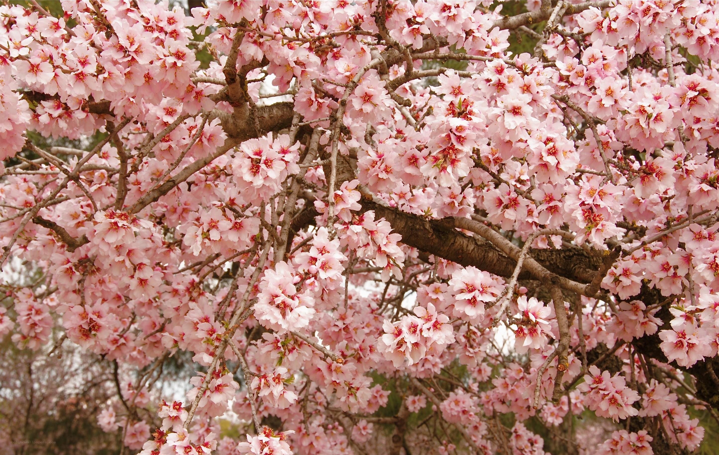 Blossoming cherry tree