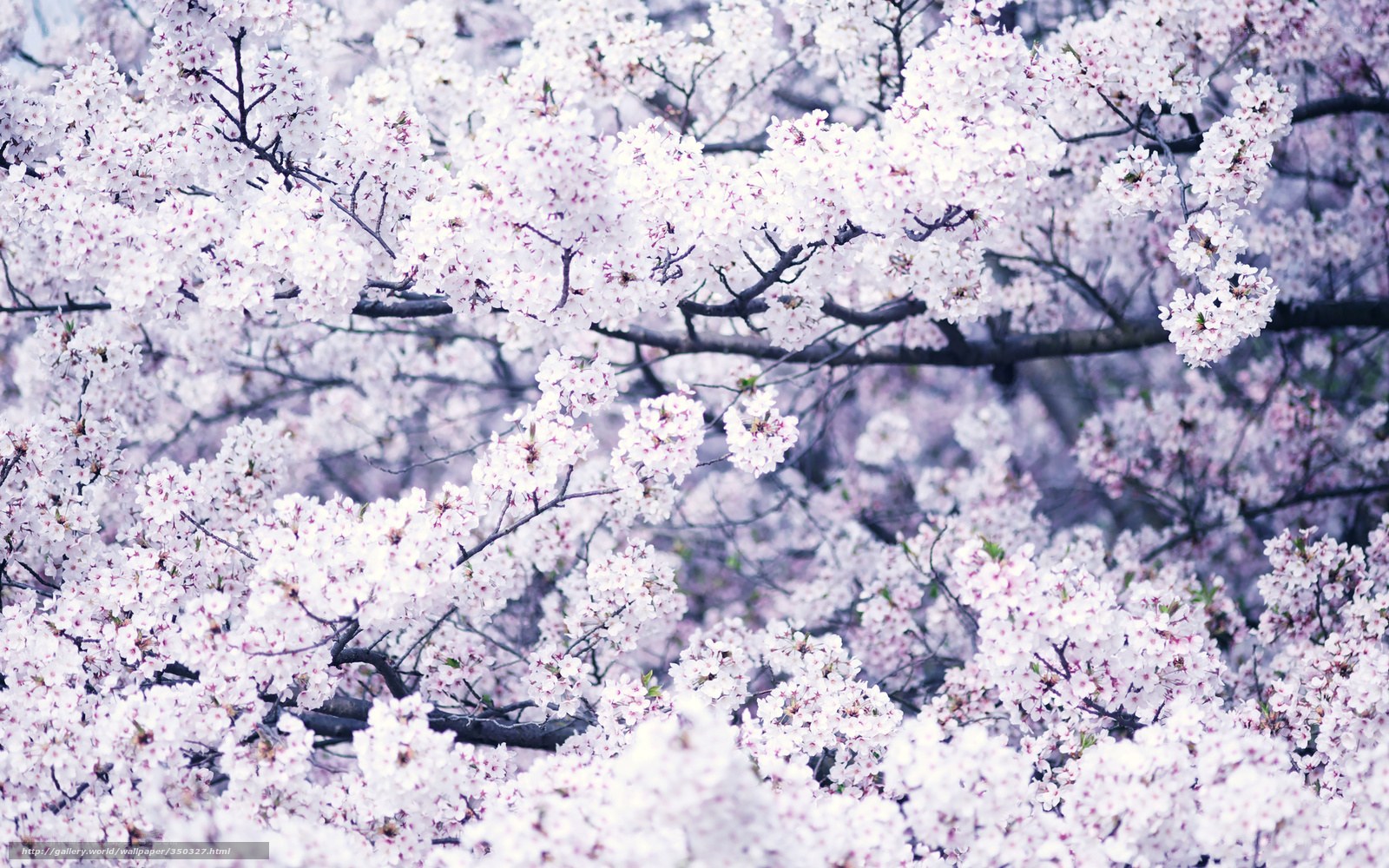 Blossoming cherry tree