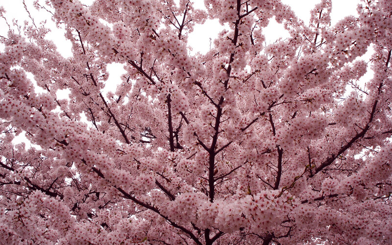 Blossoming cherry tree