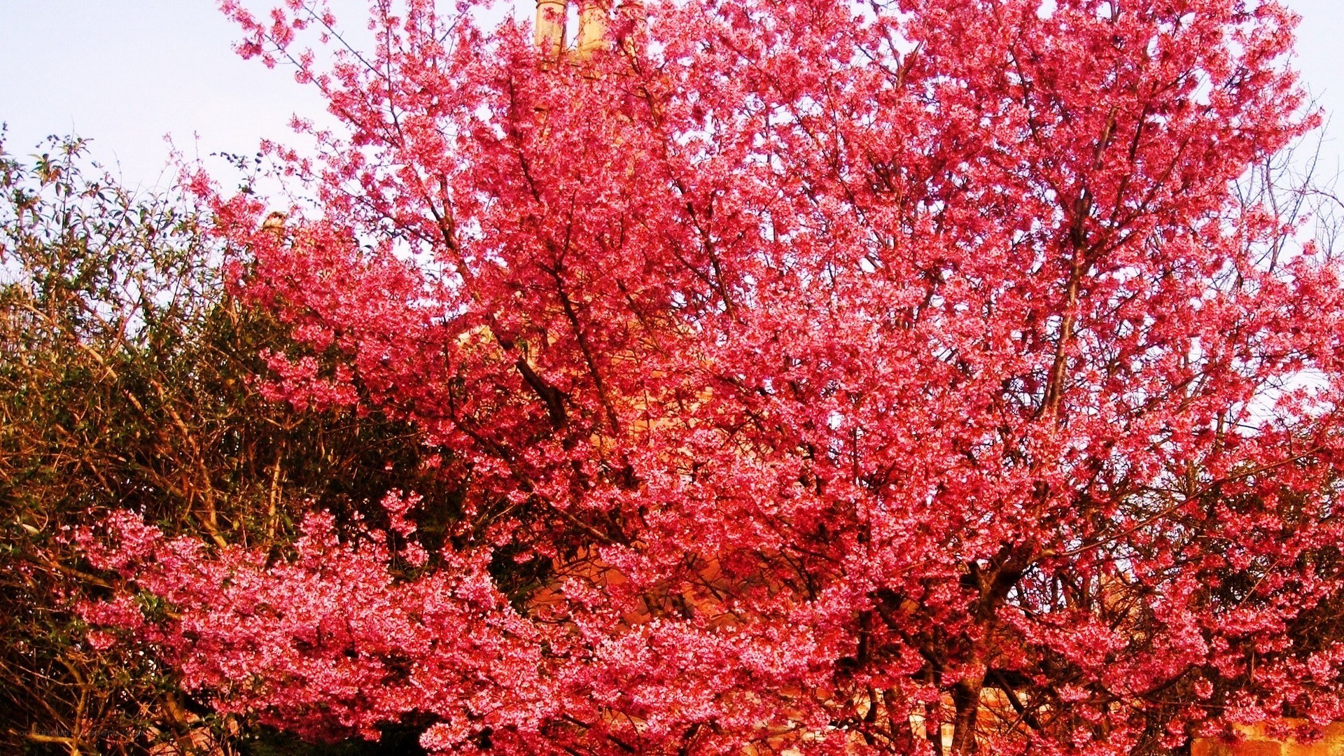 Blossoming cherry tree
