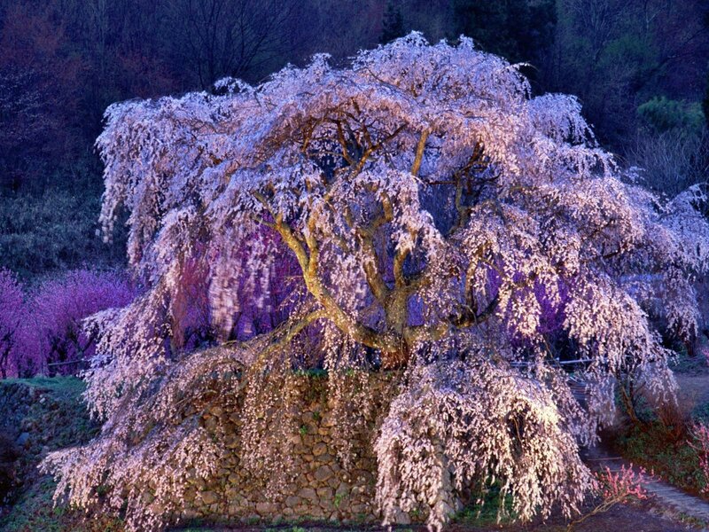 Blossoming cherry tree at dusk