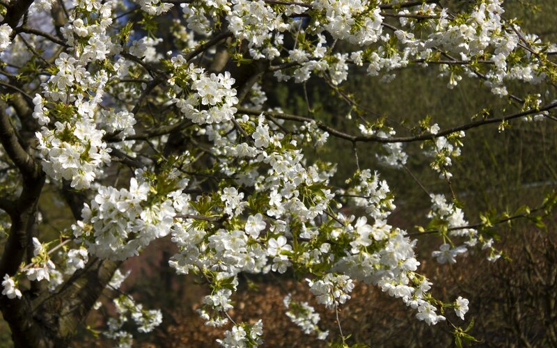 Blossoming cherry tree branches