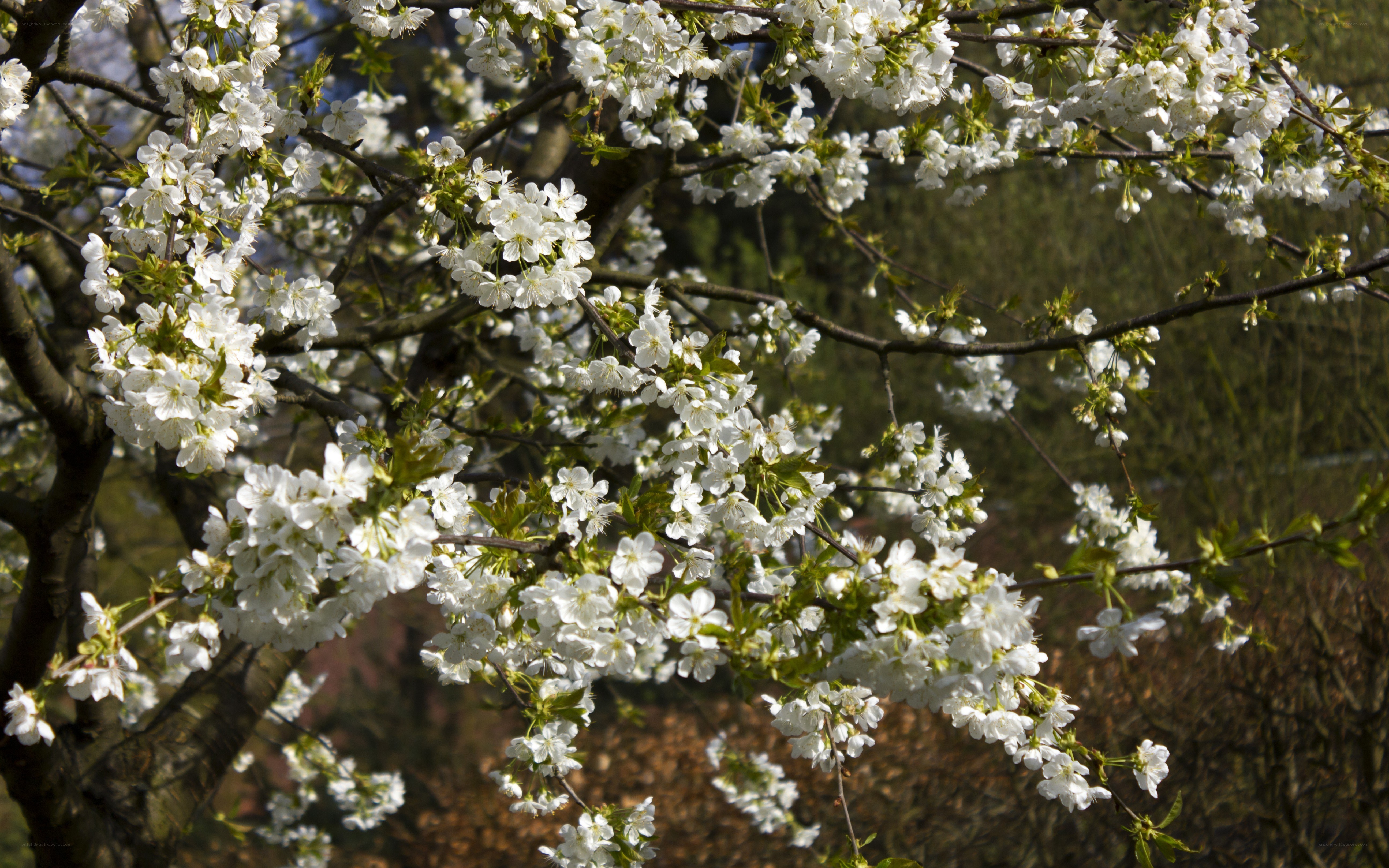 Blossoming cherry tree branches
