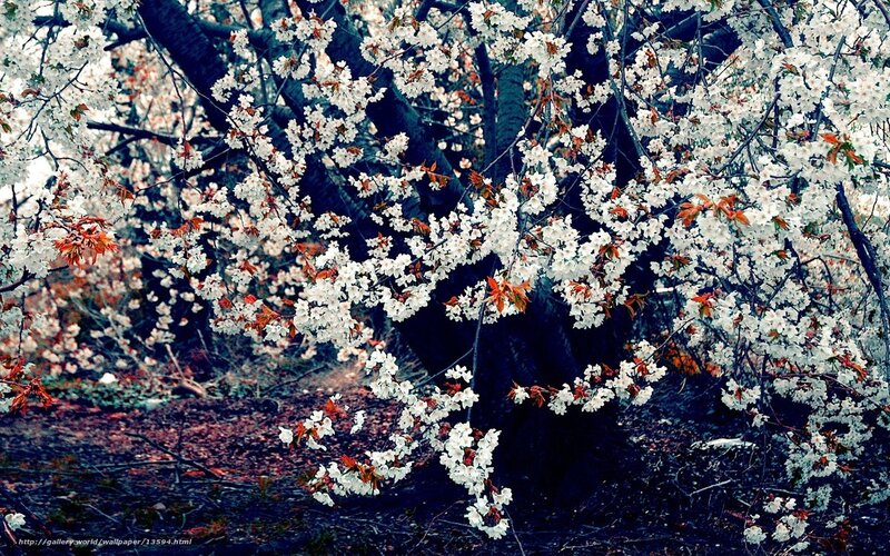 Blossoming cherry tree