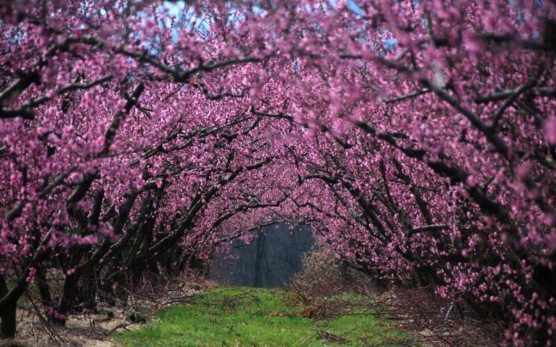 Blossoming cherry tree tunnel