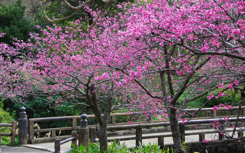 Blossoming cherry trees in garden