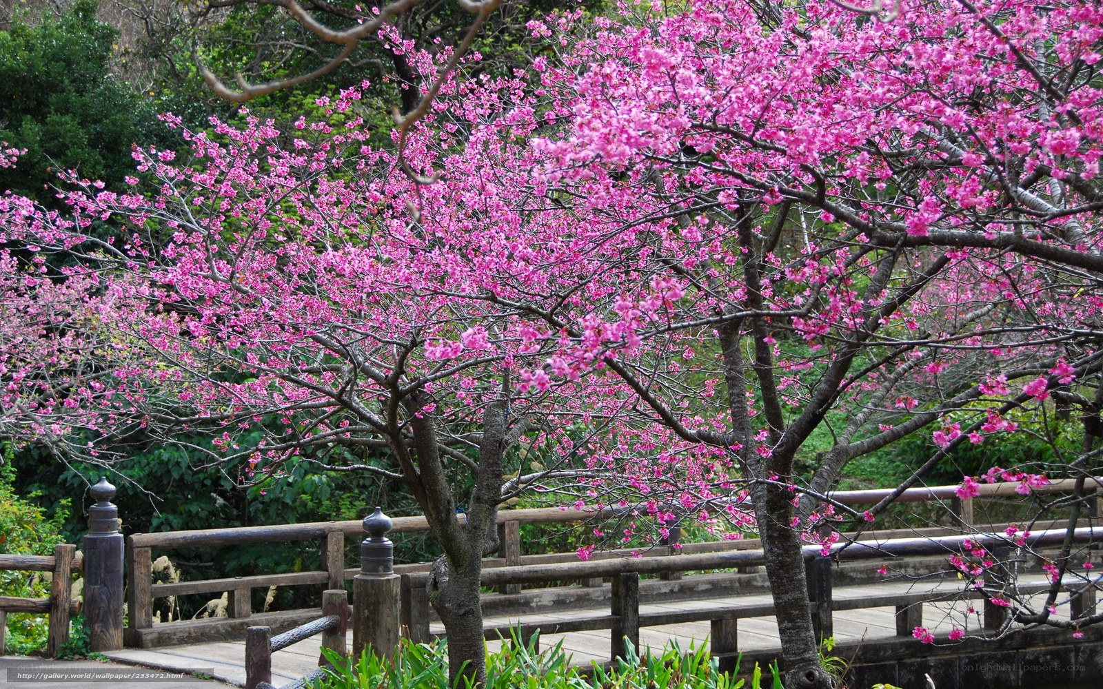 Blossoming cherry trees in garden