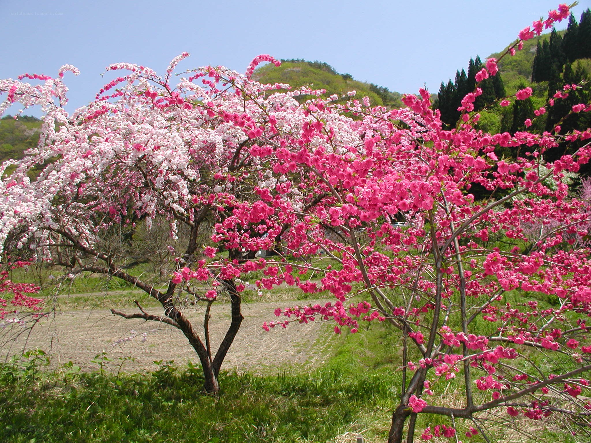 Blossoming cherry trees in spring