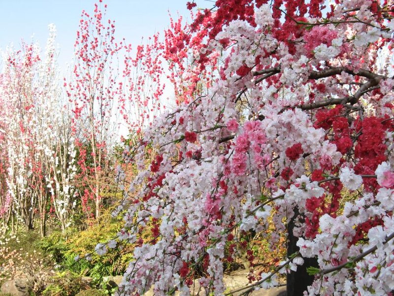 Blossoming Cherry Trees