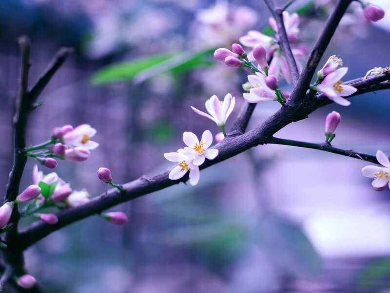 Blossoming Citrus Branch