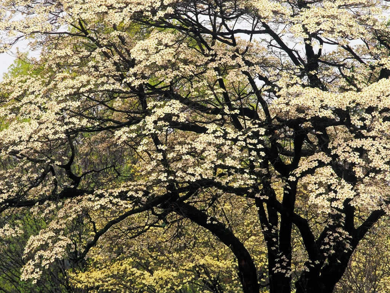 Blossoming dogwood tree