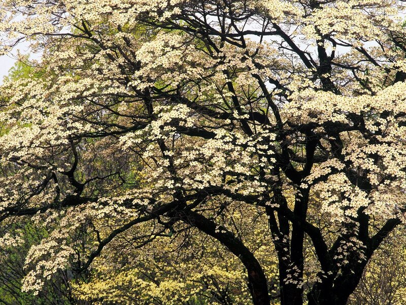 Blossoming dogwood tree