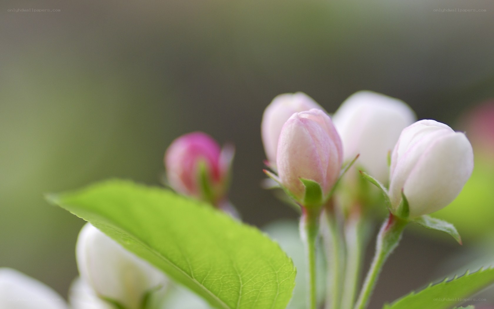 Blossoming flower buds