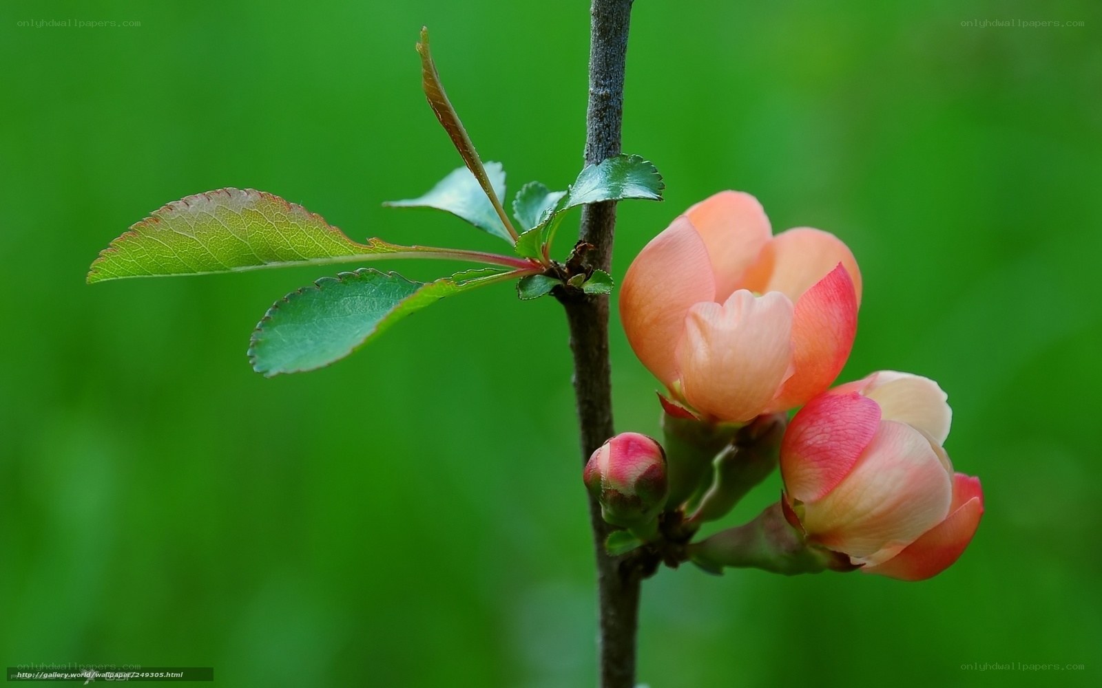 Blossoming flower on a branch