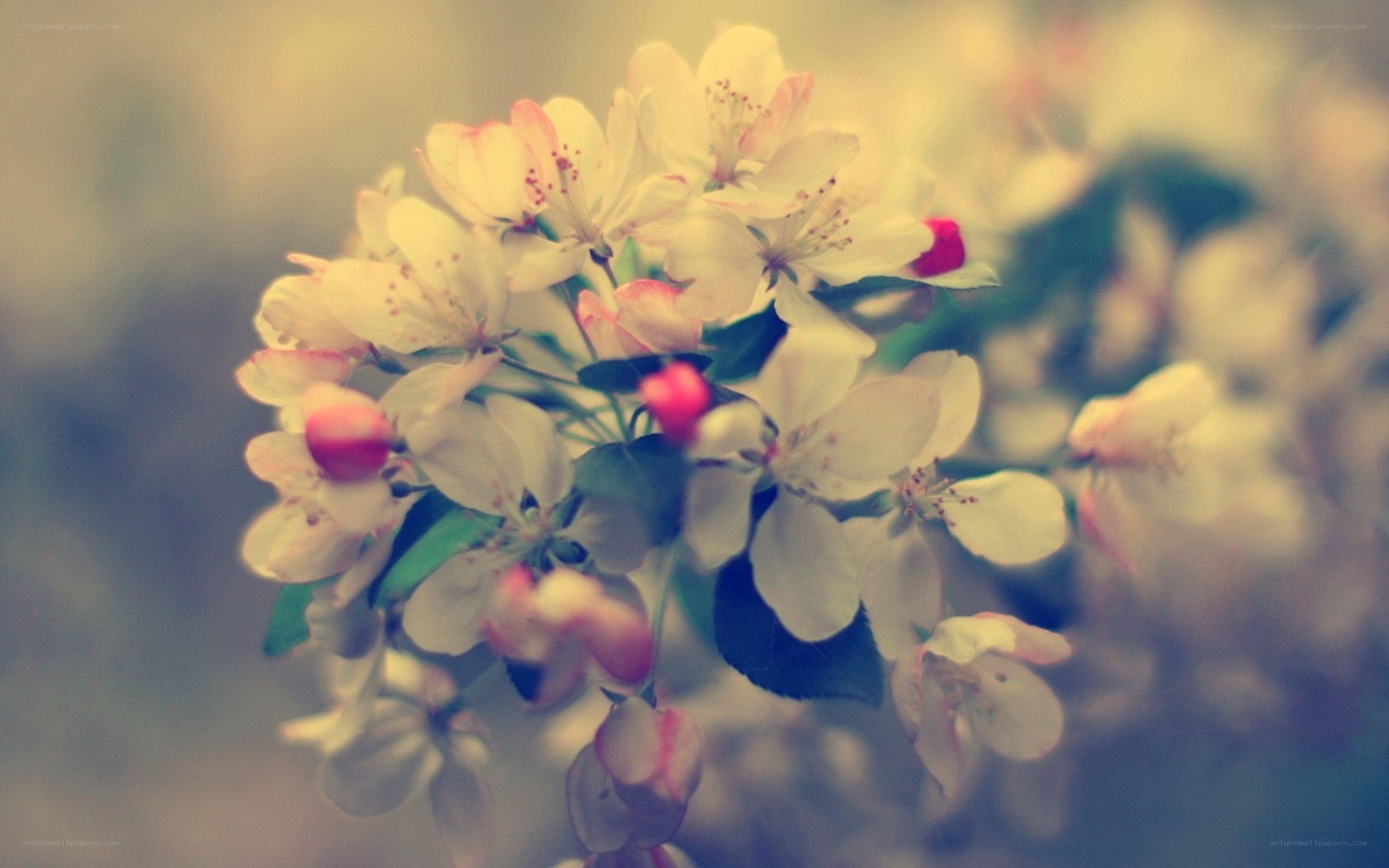 blossoming flowers in soft light