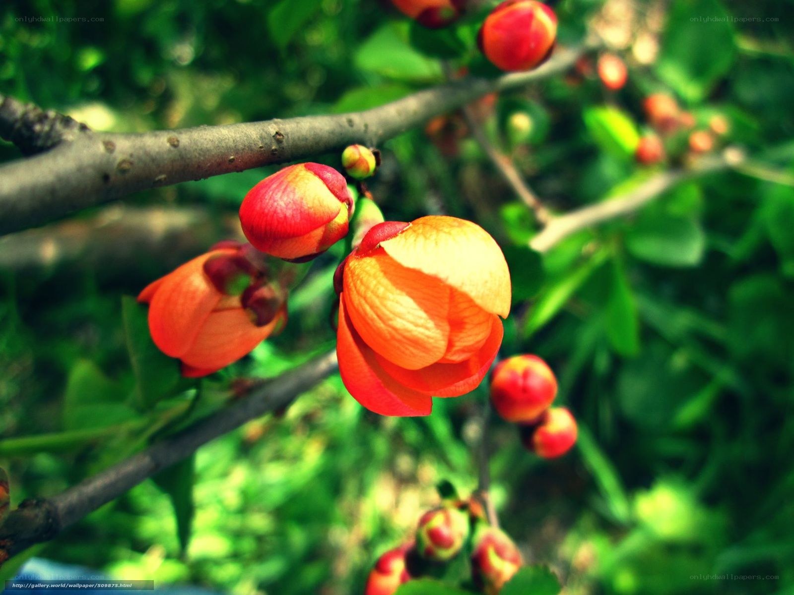 Blossoming flowers on a branch
