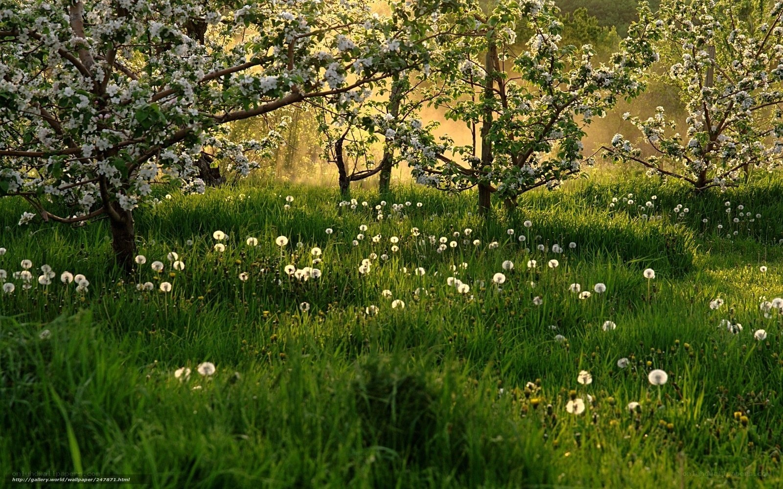 Blossoming orchard at dawn
