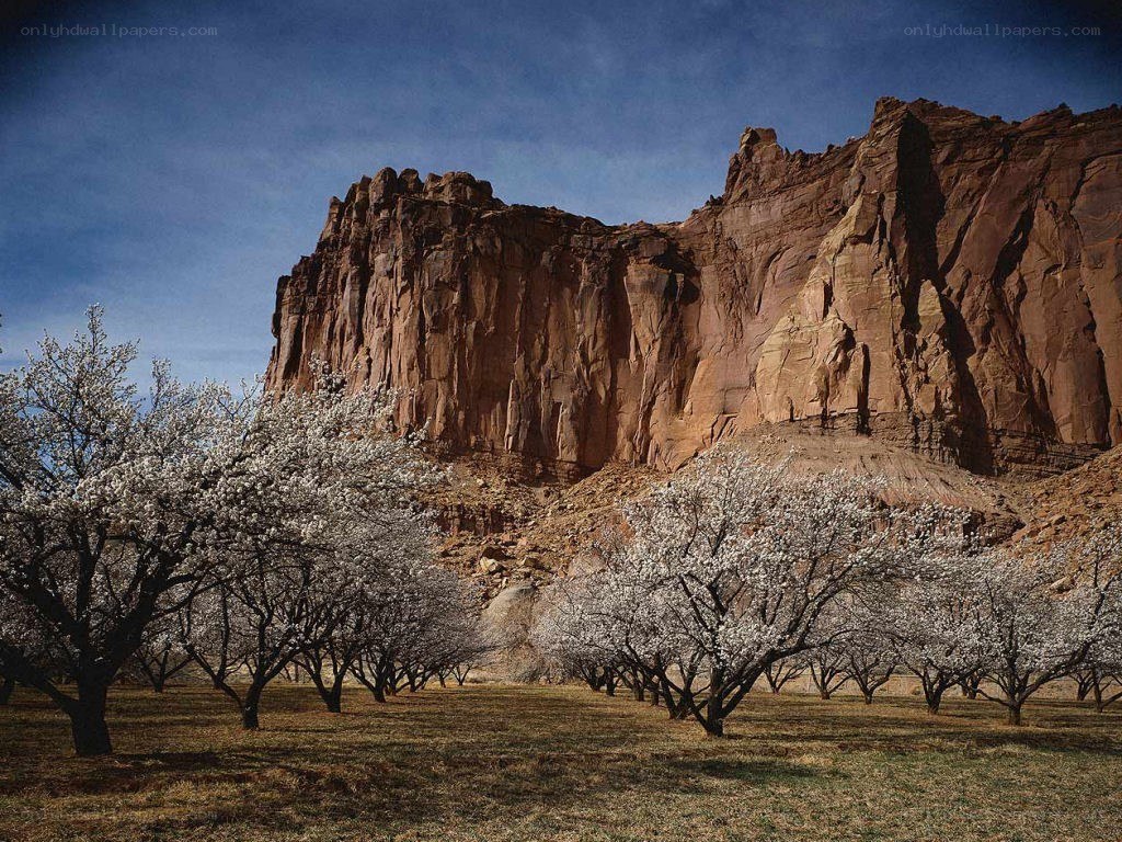 Blossoming orchard by red cliffs