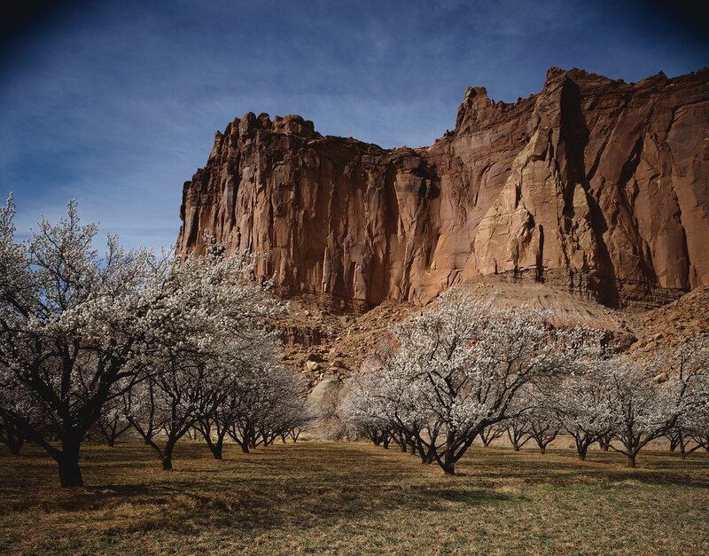 Blossoming orchard by red cliffs