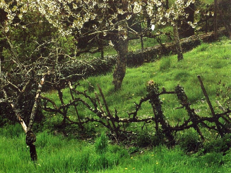 Blossoming orchard in spring