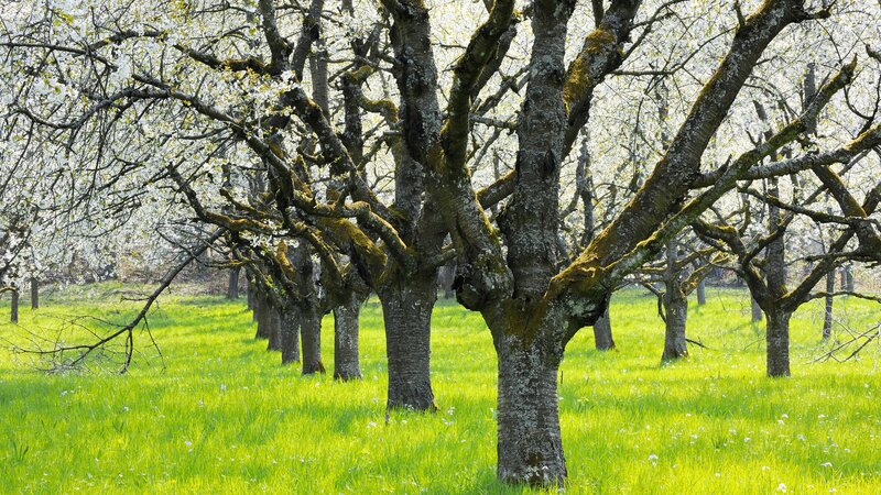 Blossoming orchard in spring
