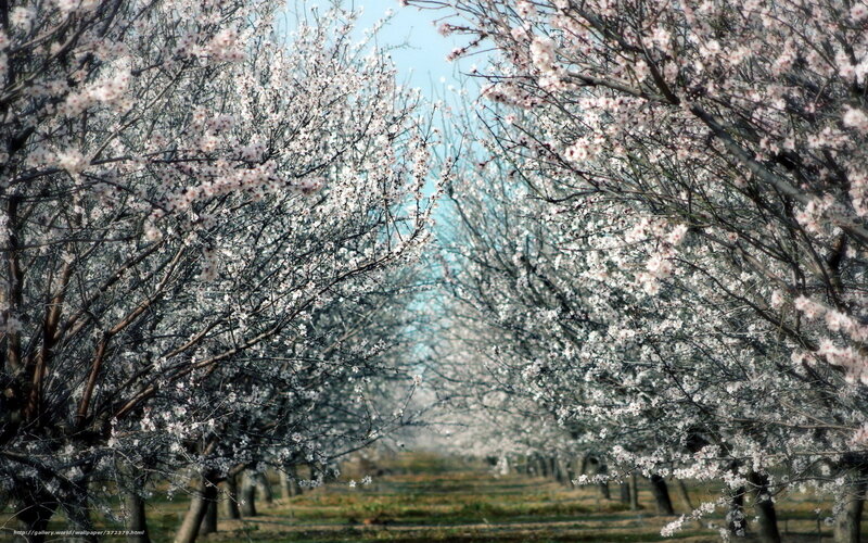 Blossoming orchard path