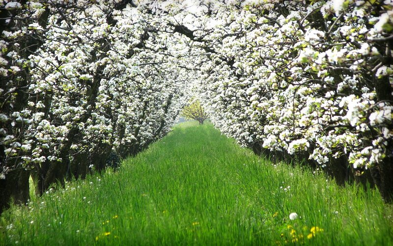 Blossoming orchard pathway