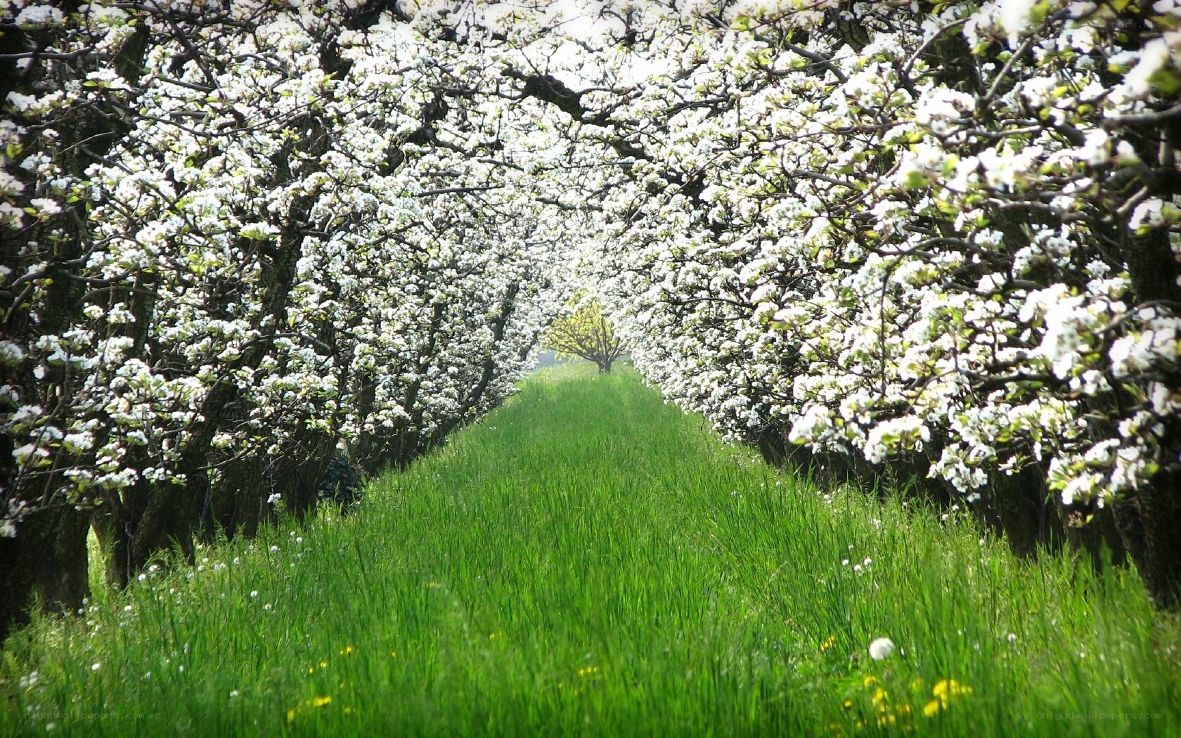 Blossoming orchard pathway