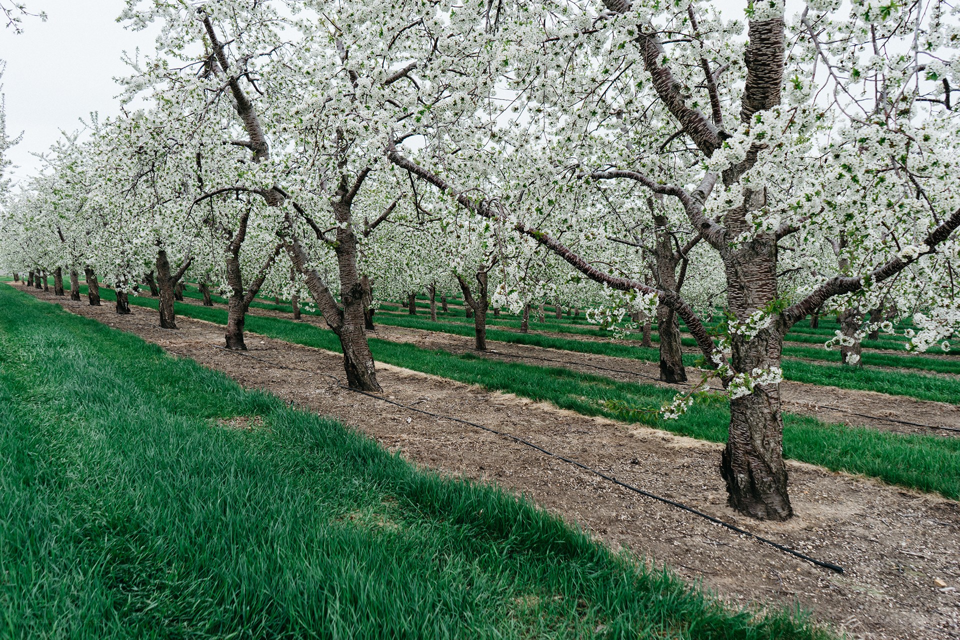 Blossoming orchard rows