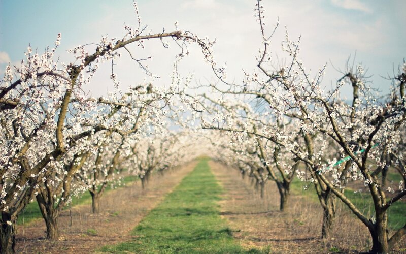 Blossoming orchard rows
