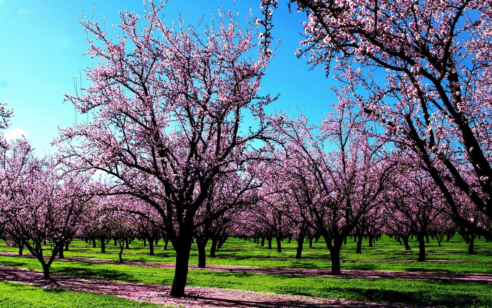 Blossoming orchard under blue sky