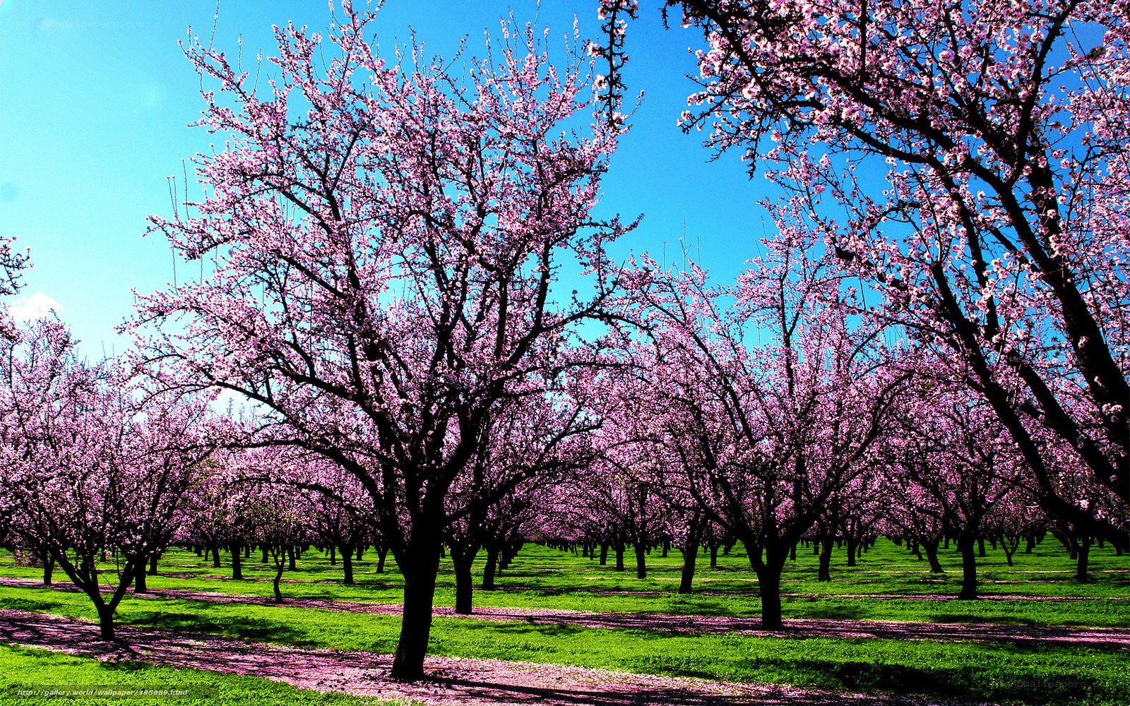 Blossoming orchard under blue sky