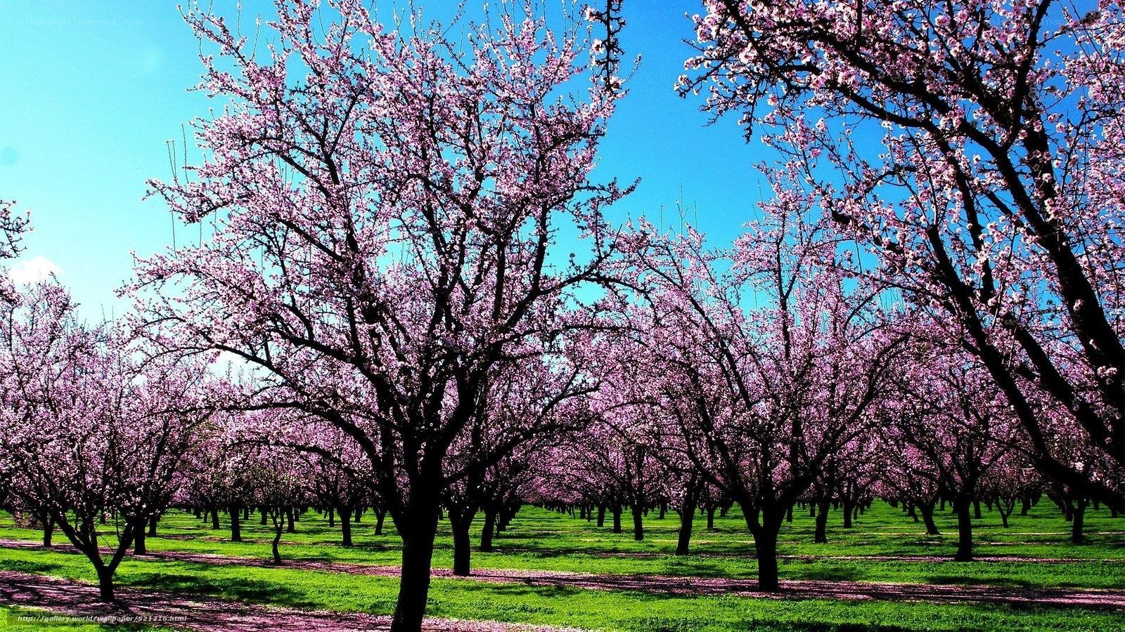 Blossoming orchard under blue sky