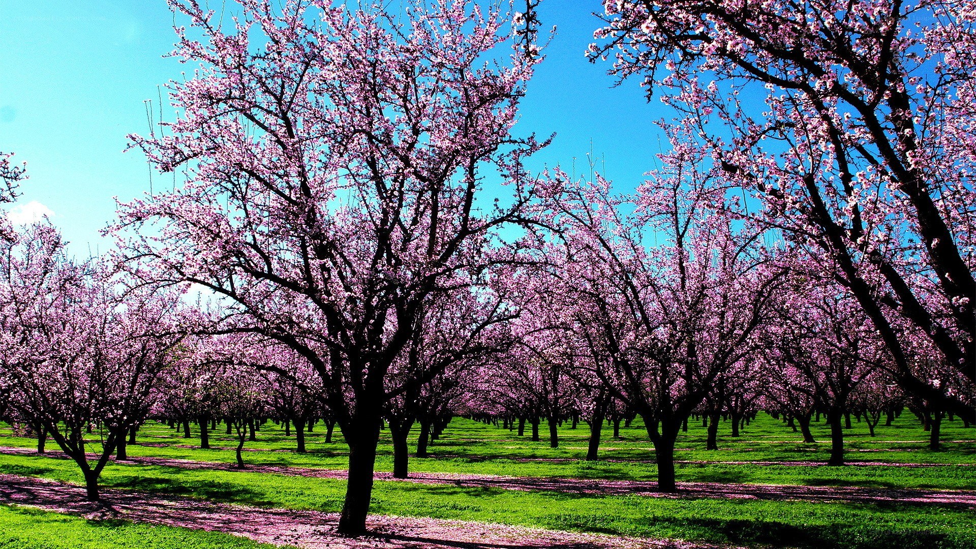Blossoming orchard under blue sky