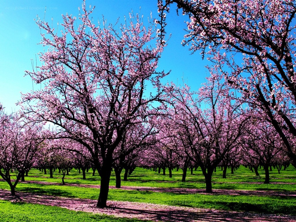 Blossoming orchard under blue sky