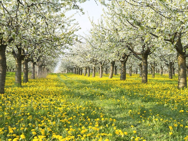 Blossoming orchard with dandelions