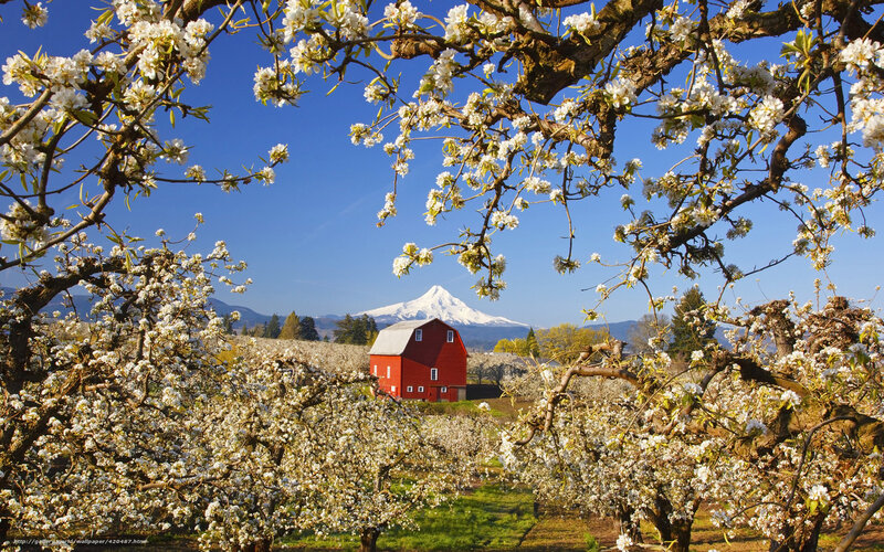 Blossoming orchard with Mount Hood
