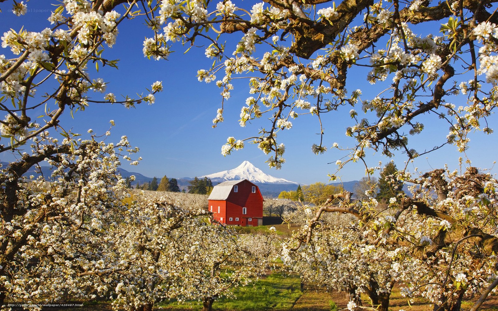 Blossoming orchard with Mount Hood