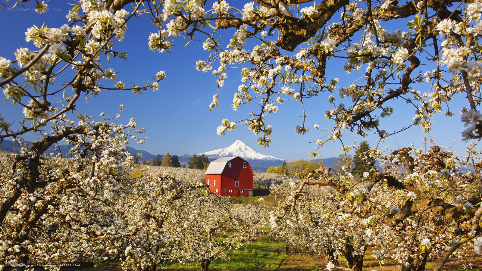 Blossoming orchard with red barn