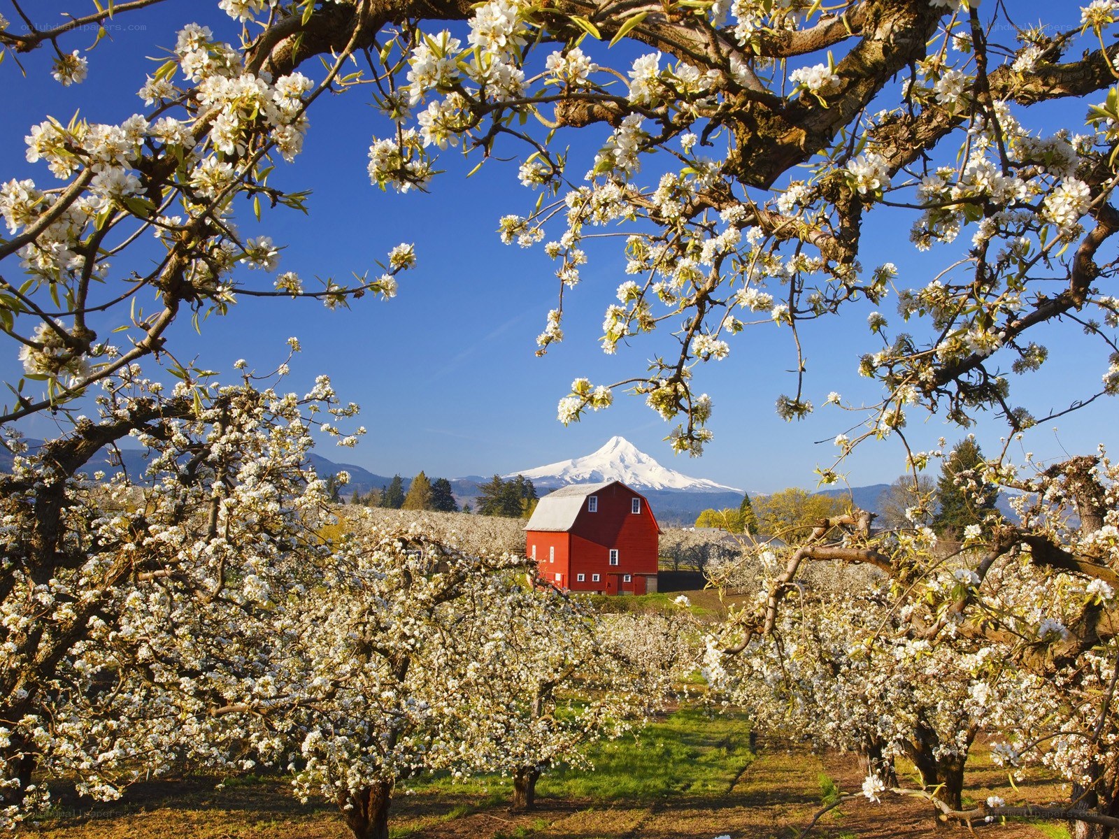 Blossoming orchard with red barn